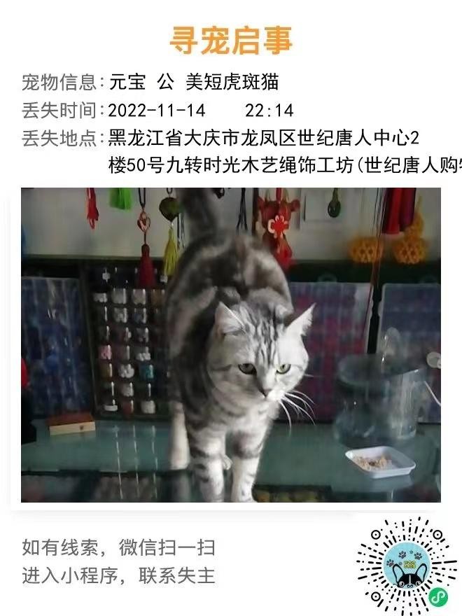 黑龙江省大庆市龙凤区《有偿寻猫》—美短虎斑猫