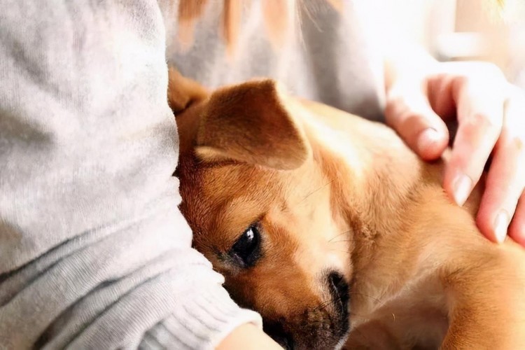 对狗狗来说它最不愿意面对这6件事