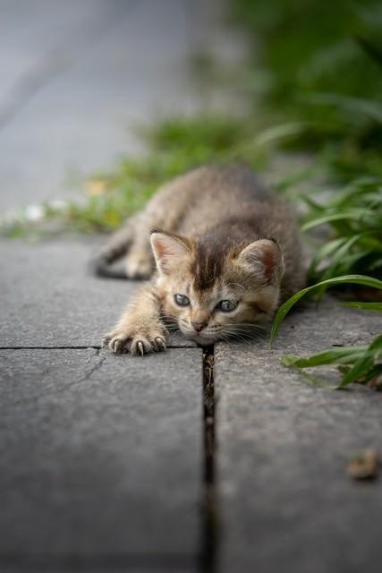 你知道在猫的眼里人类是什么样的东西