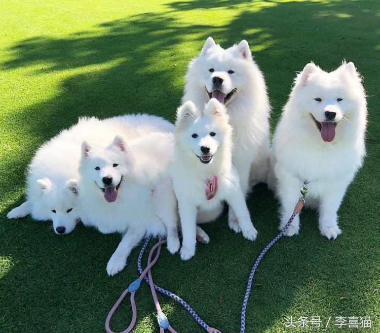 主人用毯子遮住自己假装消失狗狗们的反应很搞笑铲屎官尴尬了