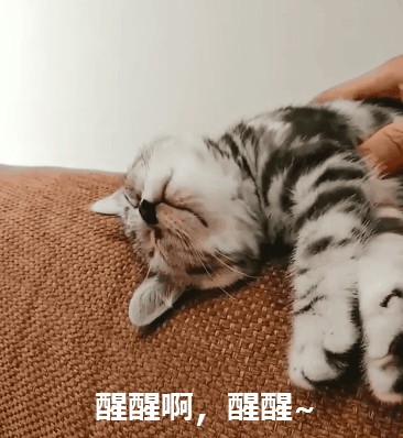 盘点猫猫6大常见疾病你家猫咪有出现吗