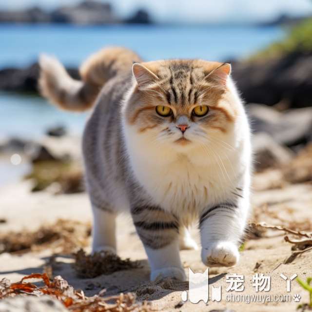 为何常称波斯猫为“一坨猫”？